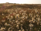 dune-presquile-st-laurent-10274