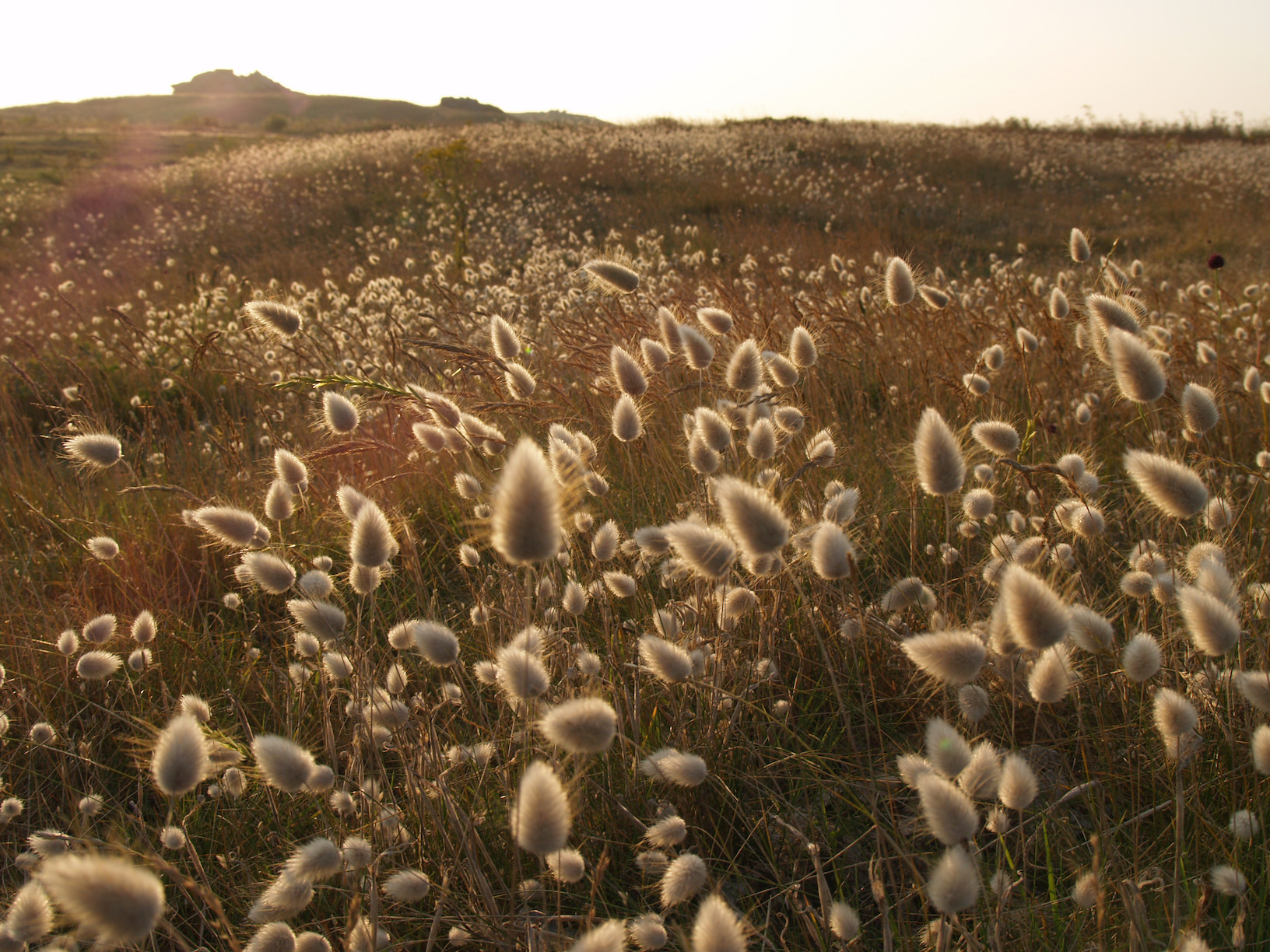 dune-presquile-st-laurent-10274